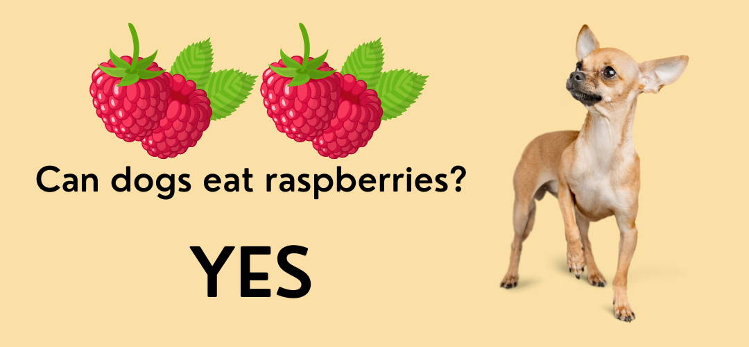 Are Raspberries Bad For Your Dog
